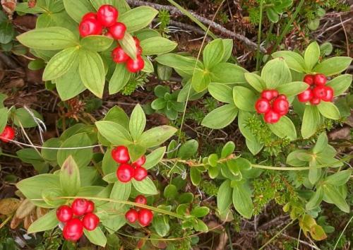 Ягода похожая на бруснику с косточками. Дёрен шведский. 