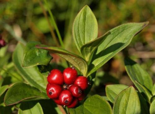 Рейтинг съедобных северных ягод с названиями. Лесные и болотные самоцветы: северные ягоды во всей красе 12