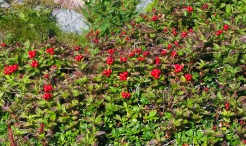 Рейтинг съедобных северных ягод с названиями. Лесные и болотные самоцветы: северные ягоды во всей красе 13