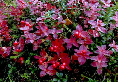 Рейтинг съедобных северных ягод с названиями. Лесные и болотные самоцветы: северные ягоды во всей красе 17