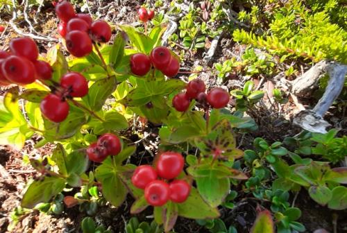 Ягода похожая на бруснику с косточками. Дёрен шведский. 