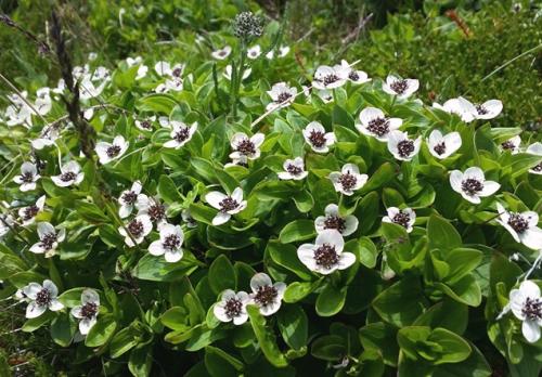 Рейтинг съедобных северных ягод с названиями. Лесные и болотные самоцветы: северные ягоды во всей красе 09