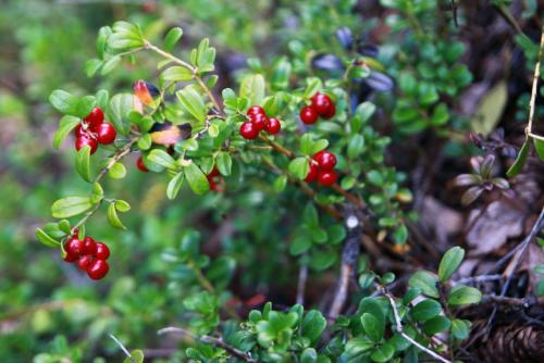 Красная ягода в сибири. Какие ягоды растут в сибири