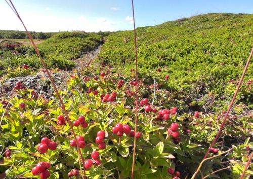 Ягода похожая на бруснику с косточками. Дёрен шведский. 