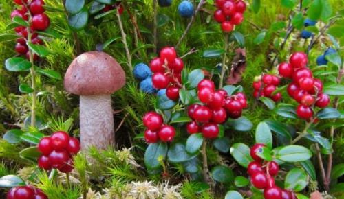 Красная ягода в сибири. Какие ягоды растут в сибири