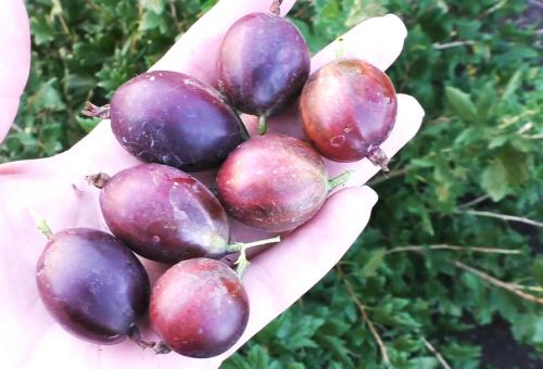 Как можно улучшить плодородие почвы для следующего сезона урожая крыжовника. Как увеличить урожайность крыжовника