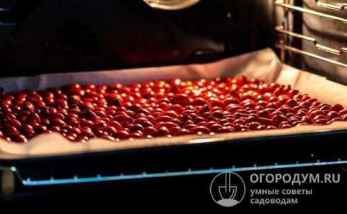 Когда собирать шиповник на сушку в домашних условиях. Способы высушивания