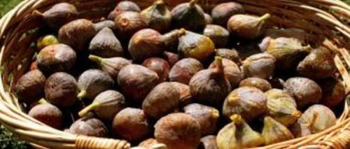 Когда собирать шиповник на сушку и как сушить. Как правильно сушить шиповник в домашних условиях: сушка плодов, листьев и цветов