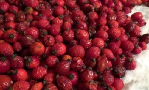 Когда собирать шиповник на сушку и как сушить. Как правильно сушить шиповник в домашних условиях: сушка плодов, листьев и цветов