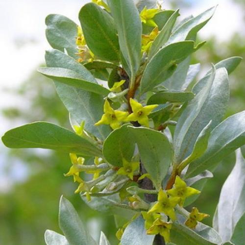 Весенние приключения: как облепить ветки рыженькими детками 06