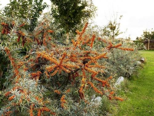 Как выбрать подходящие ветки для облепихивания. Разумное размещение спасает от многих проблем