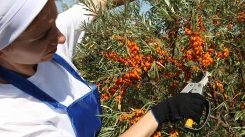 Какие инструменты нужны для облепихивания ветвей. Пошаговое руководство по проведению обрезки облепихи осенью