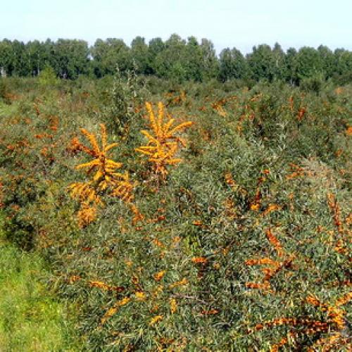 Весенние приключения: как облепить ветки рыженькими детками 02