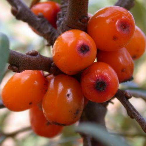 Весенние приключения: как облепить ветки рыженькими детками 05