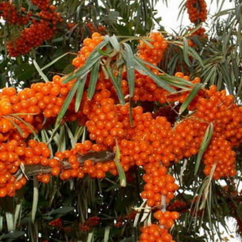 Весенние приключения: как облепить ветки рыженькими детками 08