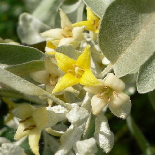 Весенние приключения: как облепить ветки рыженькими детками 07