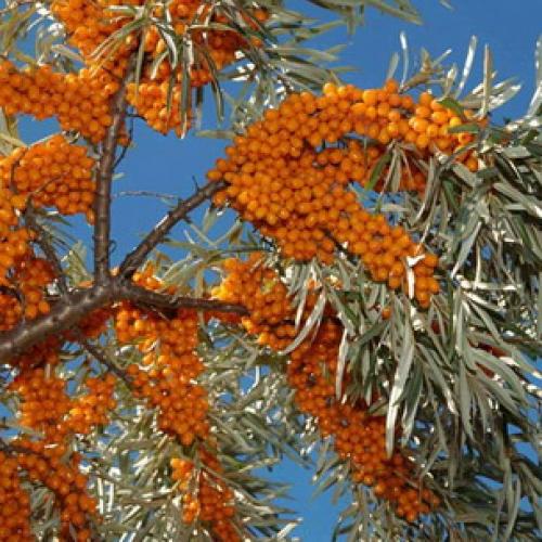 Весенние приключения: как облепить ветки рыженькими детками 09