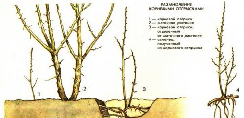 Весенние приключения: как облепить ветки рыженькими детками 10