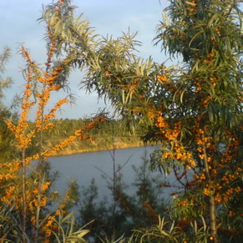 Весенние приключения: как облепить ветки рыженькими детками 03