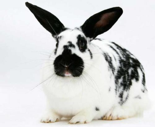 Сколько длится беременность у калифорнийской кроликовки. Сколько времени длится беременность у кроликов?