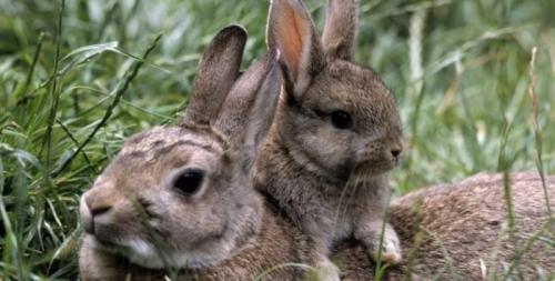 Как влияет возраст калифорнийской кроликовки на продолжительность беременности. Сроки беременности у разных пород