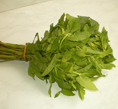 Как собирать и сушить мяту. Когда лучше собирать мяту на сушку?