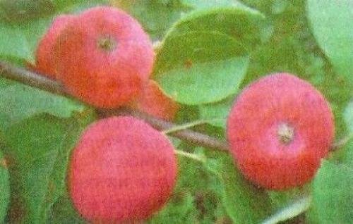 Каковы характеристики сорта яблони Лада. Яблоня лада: описание, особенности, сильные стороны