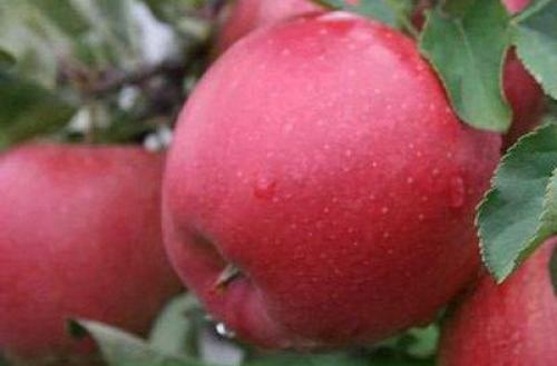 Каковы характеристики сорта яблони Лада. Яблоня лада: описание, особенности, сильные стороны