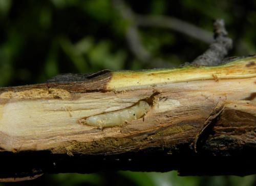 Яблоня Лада: отзывы о сорте и описание 12 Яблоня Лада: отзывы о сорте и описание 12