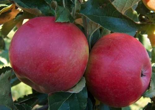 Каковы характеристики сорта яблони Лада. Яблоня лада: описание, особенности, сильные стороны