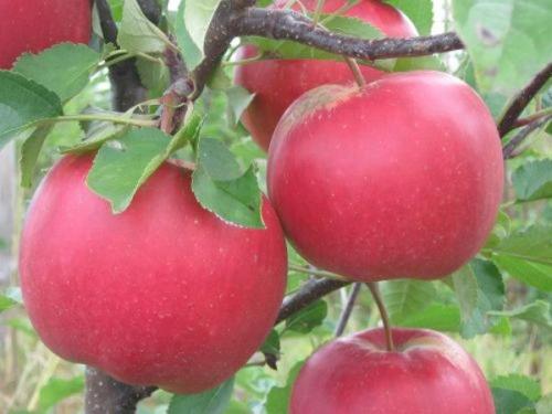 Каковы характеристики сорта яблони Лада. Яблоня лада: описание, особенности, сильные стороны