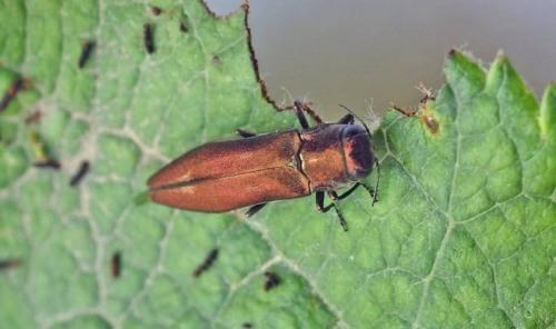 Яблоня Лада: отзывы о сорте и описание 11 Яблоня Лада: отзывы о сорте и описание 11