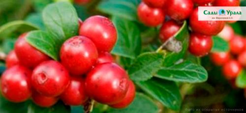 Как собирать клюкву и бруснику, не повредив растения. Клюква и брусника на грядке. Как вырастить лесные ягоды в саду?