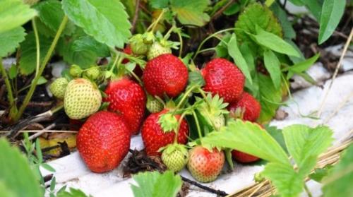 Как определить, когда клубники готовы к сбору. Когда созревает клубника и земляника?