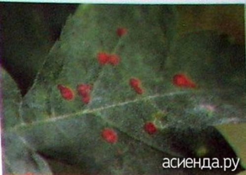 Как выбрать подходящий участок для посадки боярышника