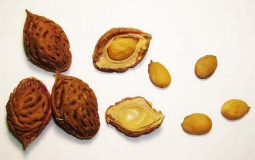 Какие сорта персиков лучше всего выращивать в домашних условиях из косточки. Выращивание из косточки в домашних условиях