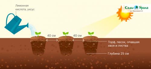 Как собирать клюкву и бруснику, не повредив растения. Клюква и брусника на грядке. Как вырастить лесные ягоды в саду?