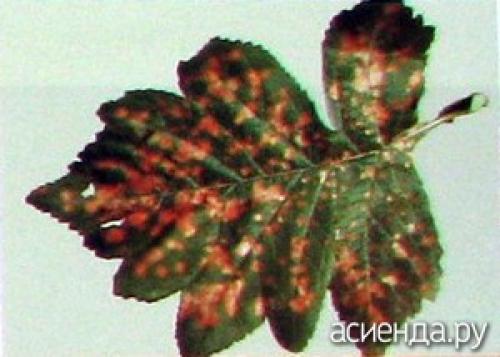 Как предотвратить заболевания и вредителей у боярышника. Как распознать болезни боярышника?