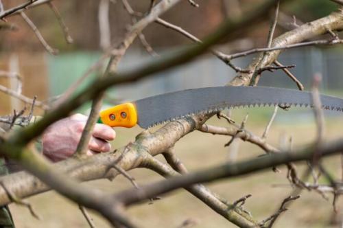 Правильная обрезка деревьев в саду, и от каких веток надо немедленно избавляться