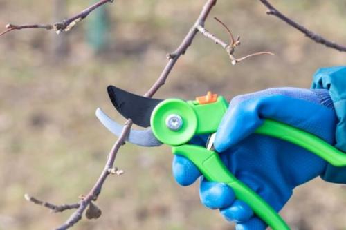 Правильная обрезка деревьев в саду, и от каких веток надо немедленно избавляться