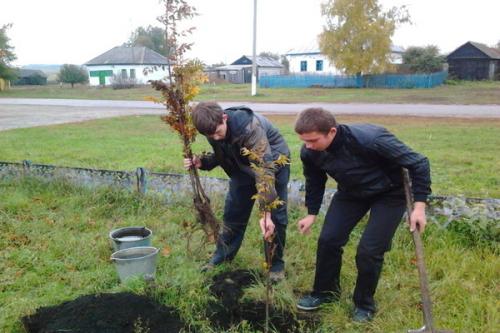 Посадка рябины осенью в сибири. Посадить рябину осенью — плюсы и минусы