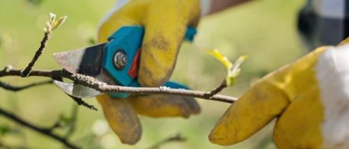 Правильная обрезка деревьев в саду, и от каких веток надо немедленно избавляться