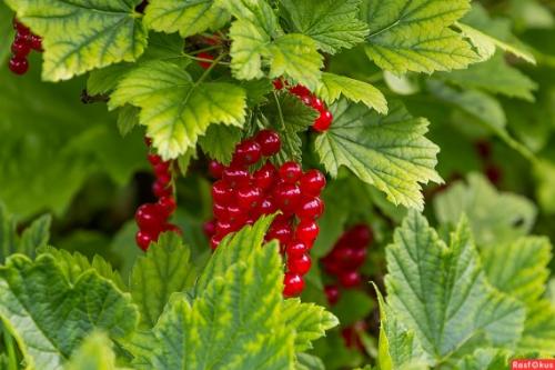 Какие виды антиоксидантов содержатся в листьях чёрной смородины и каковы их функции