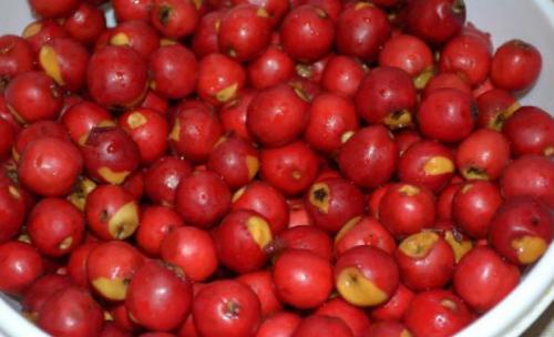 Заготовка боярышника и хранение. Правила заморозки 01 Заготовка боярышника и хранение. Правила заморозки 01