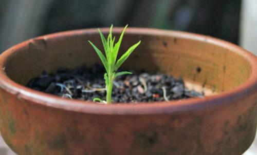 Всходы персика. Способы прорастить косточку персика