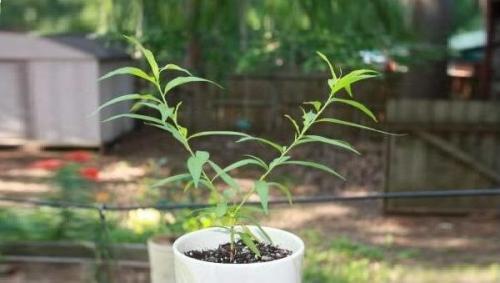 Всходы персика. Способы прорастить косточку персика