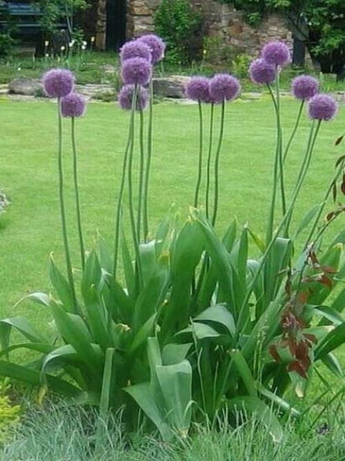 Лучшие сорта озимого чеснока. Сорта чеснока с фотографиями и описанием для открытого грунта