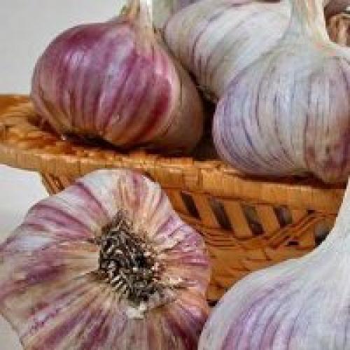 Описание лучших сортов чеснока для юга. Различия озимых и яровых сортов 03