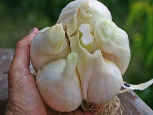 Лучшие сорта озимого чеснока. Сорта чеснока с фотографиями и описанием для открытого грунта