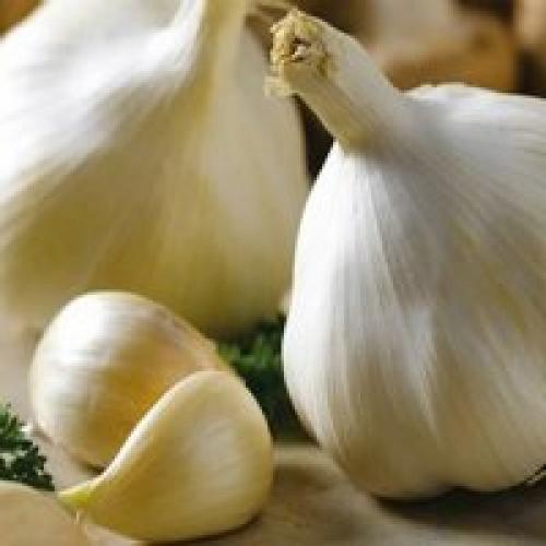 Описание лучших сортов чеснока для юга. Различия озимых и яровых сортов 02